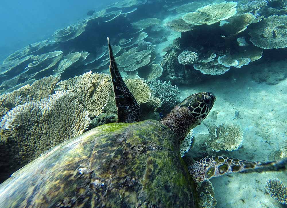 Indonesia's Little Known Premier Dive Sites!
