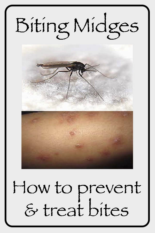 Midges how to prevent and treat the bites. Trippin' Turpins